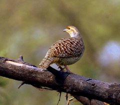Gray Francolin